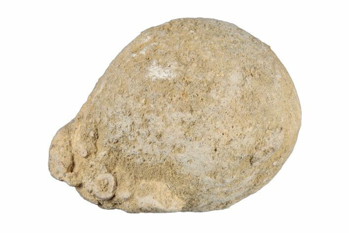 Silurain Fossil Sponge (Astraeospongia) - Tennessee #203717